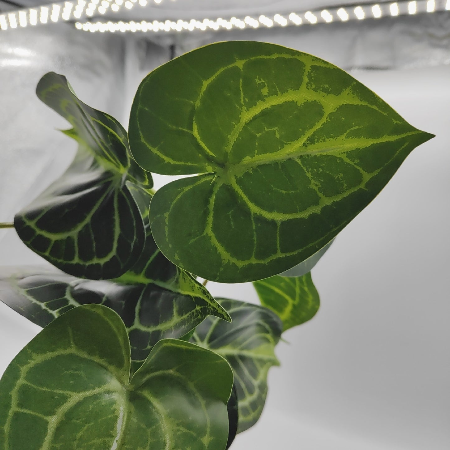 Anthurium Kunstpflanze Wohnaccessoires Crystallinum Dekoration 55CM Wie Echt