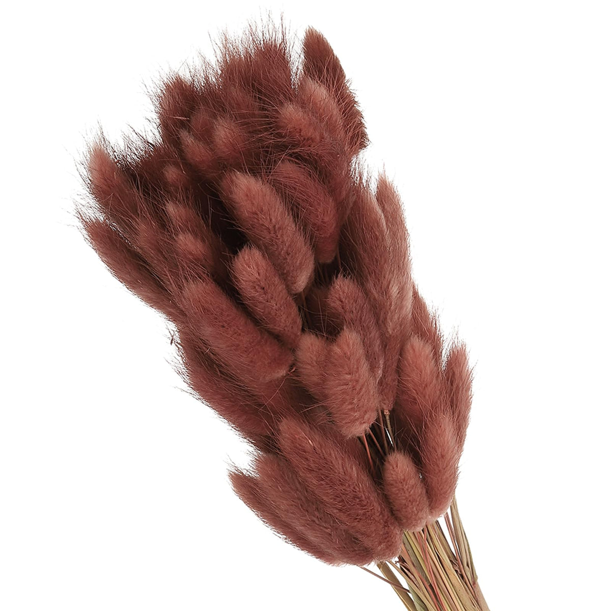 Patikil Trockenblumen Dekoration Queue De Lapin 15 7 Zoll 70 Stück