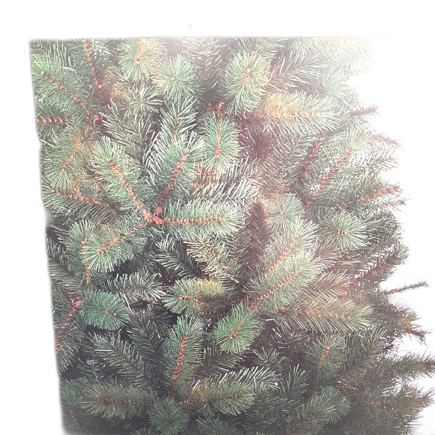 Künstlicher Weihnachtsbaum Wohnzimmer Dekoration Winston Höhe 215 cm Festlich Tannengrün