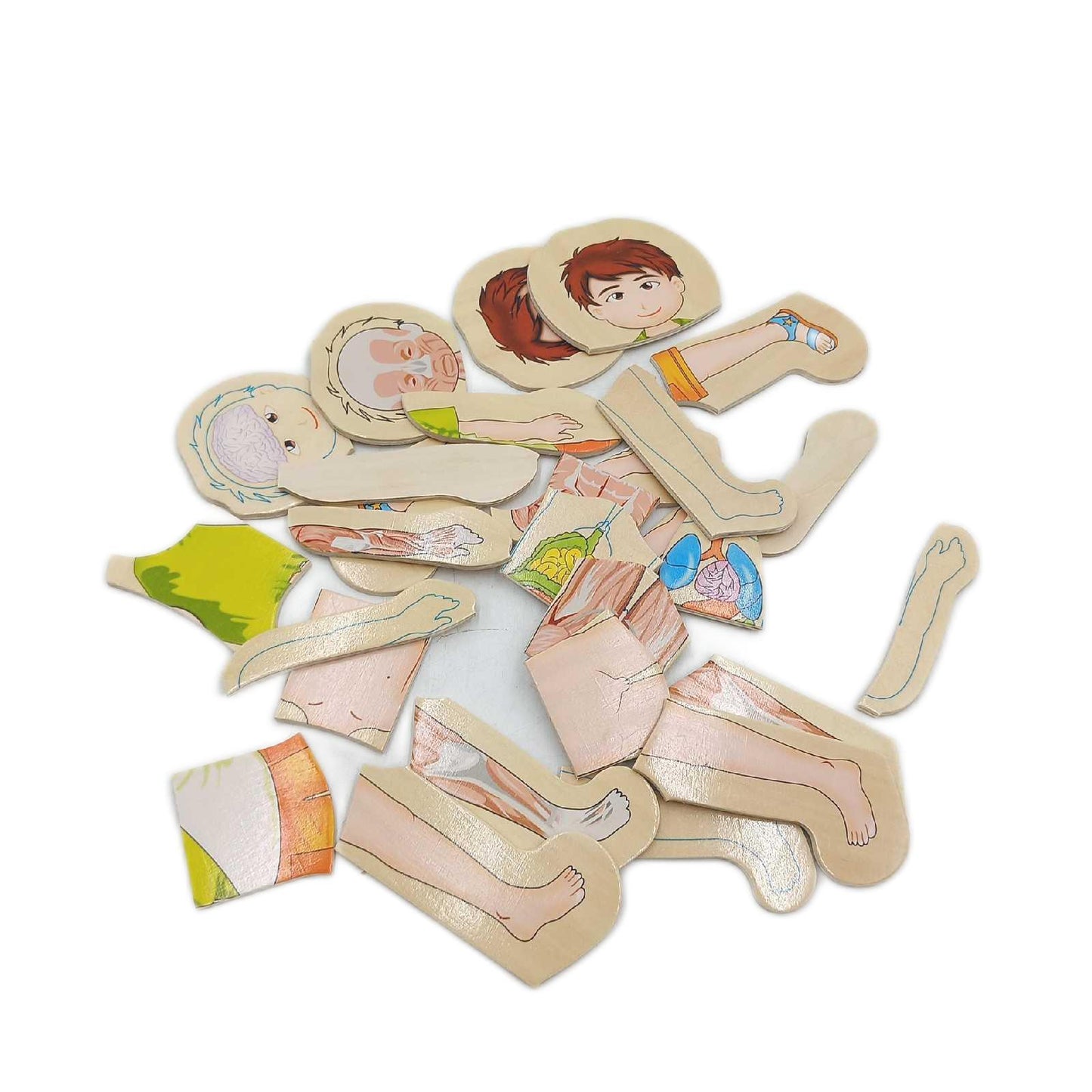 small foot Holzpuzzle Spielzeug Anatomie Junge 29 Teile Lernspiel Entdeckung Körper ab