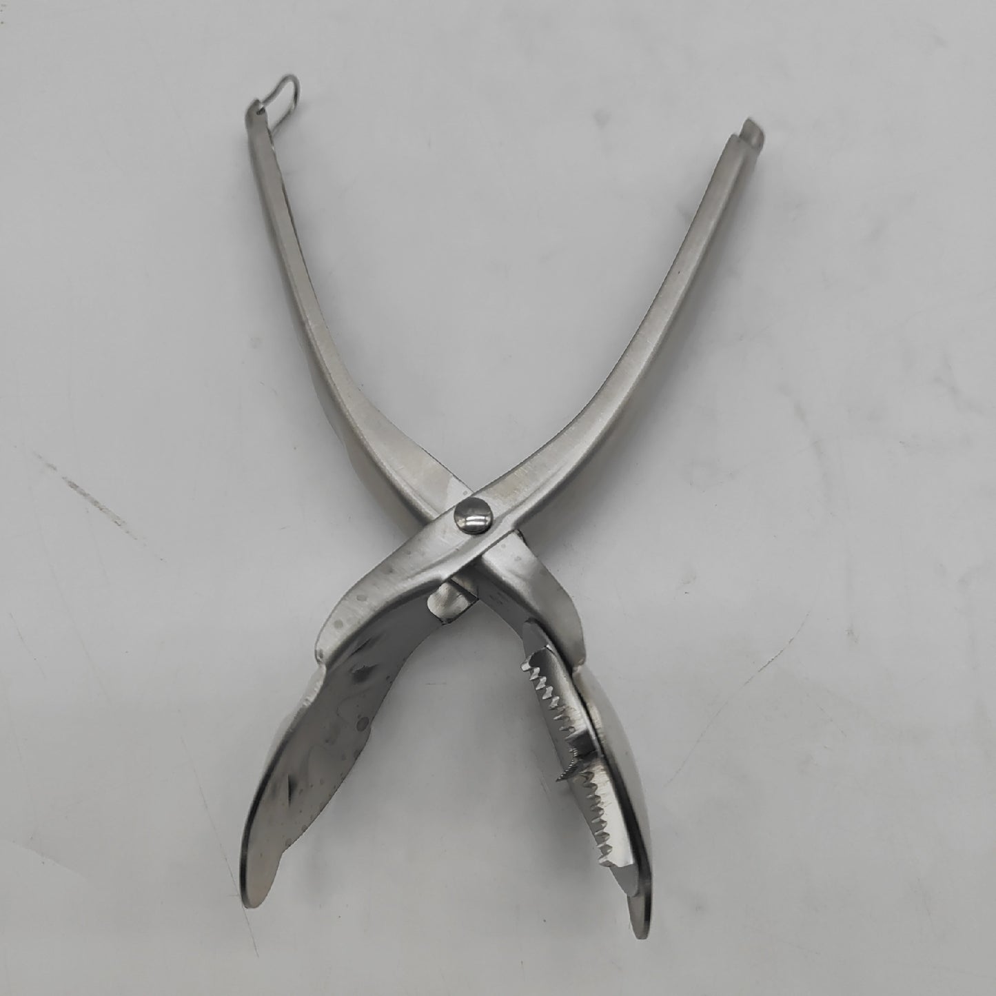 Westmark Maronenschneider gezackten Klingen Länge: 20 cm Rostfreier Edelstahl