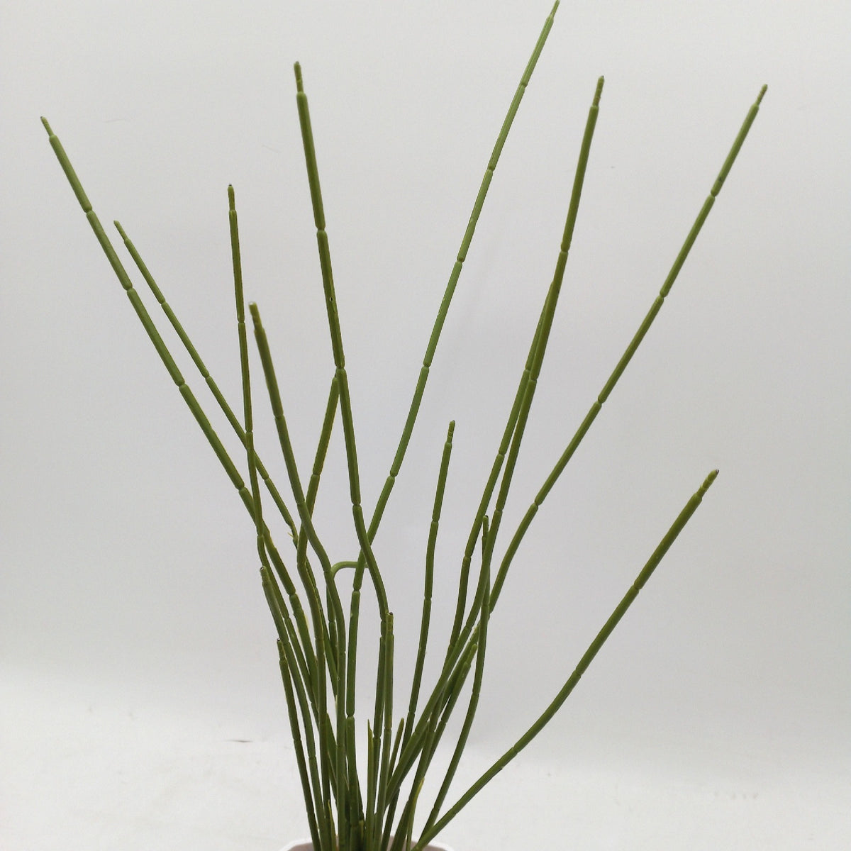 Der Rose Kunstpflanze Dekoration Wohnzimmer Gro 71 cm Elegant Kunstblume