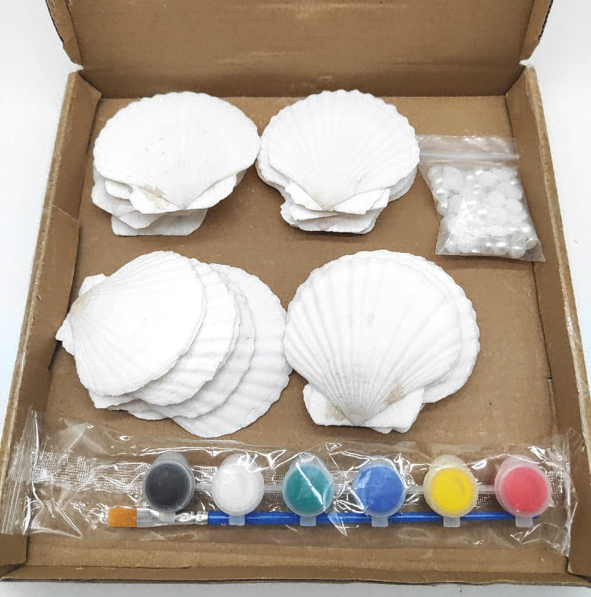 20 Stück Natürliche Große Weiße Muscheln Set Zum Basteln Und Bemalen