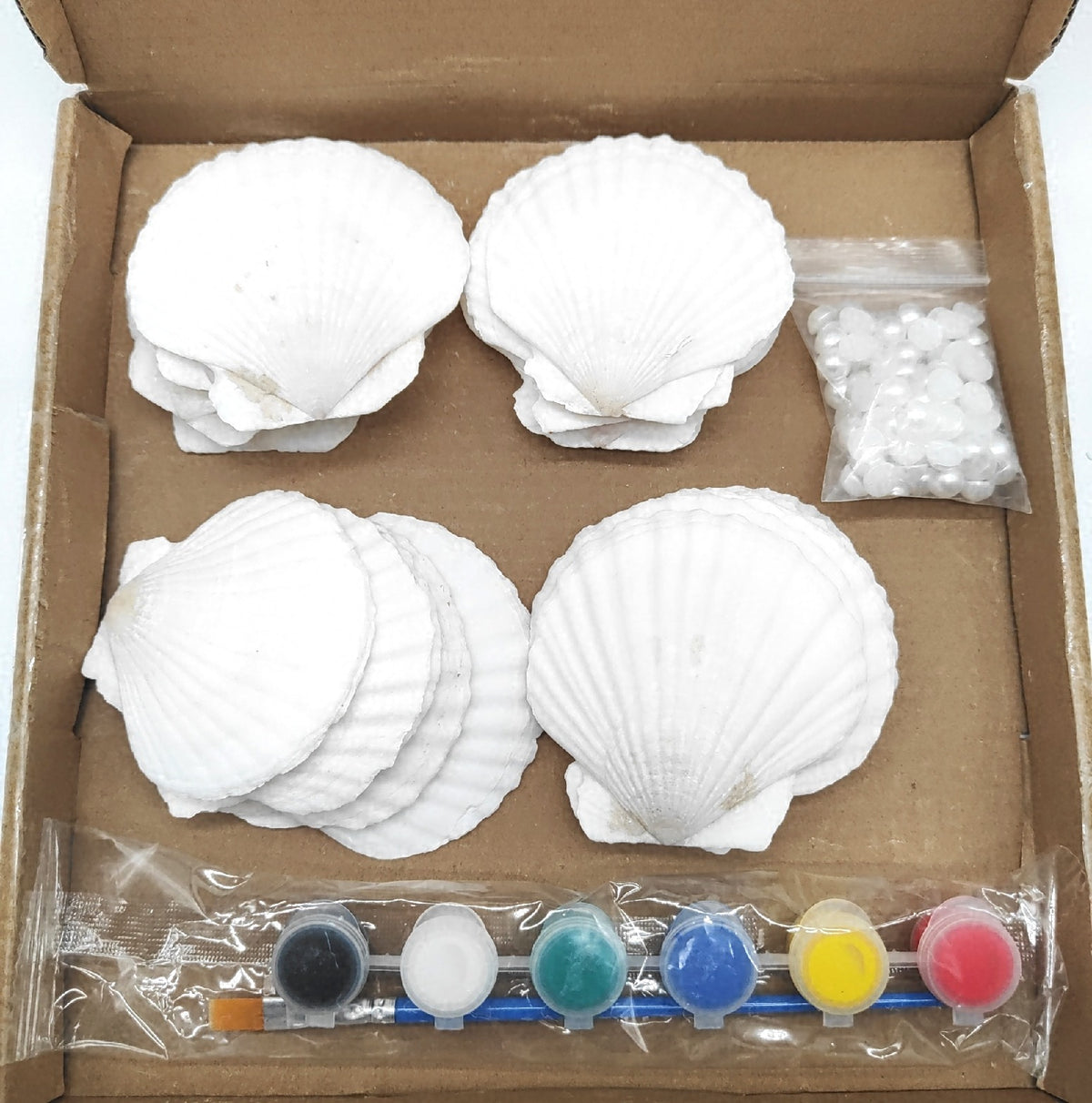 20 Stück Natürliche Große Weiße Muscheln Set Zum Basteln Und Bemalen