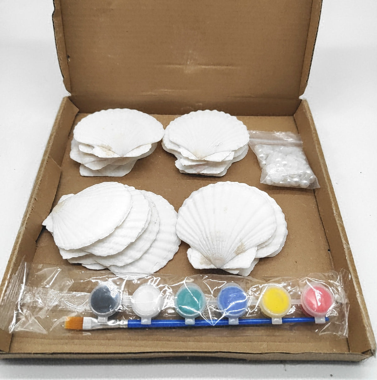 20 Stück Natürliche Große Weiße Muscheln Set Zum Basteln Und Bemalen