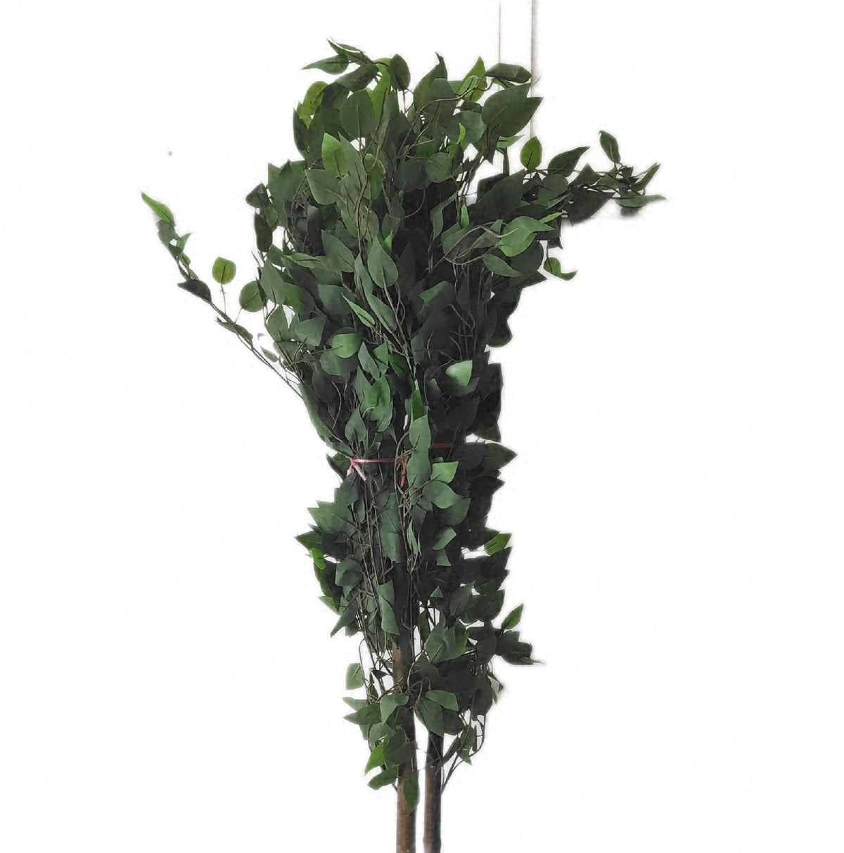 Maia künstlicher Ficus 150 cm realistische dekorative Zimmerpflanze Kunstpflanze