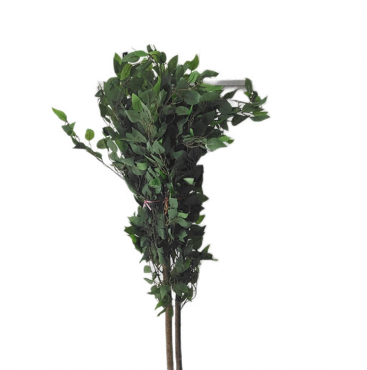 Maia künstlicher Ficus 150 cm realistische dekorative Zimmerpflanze Kunstpflanze